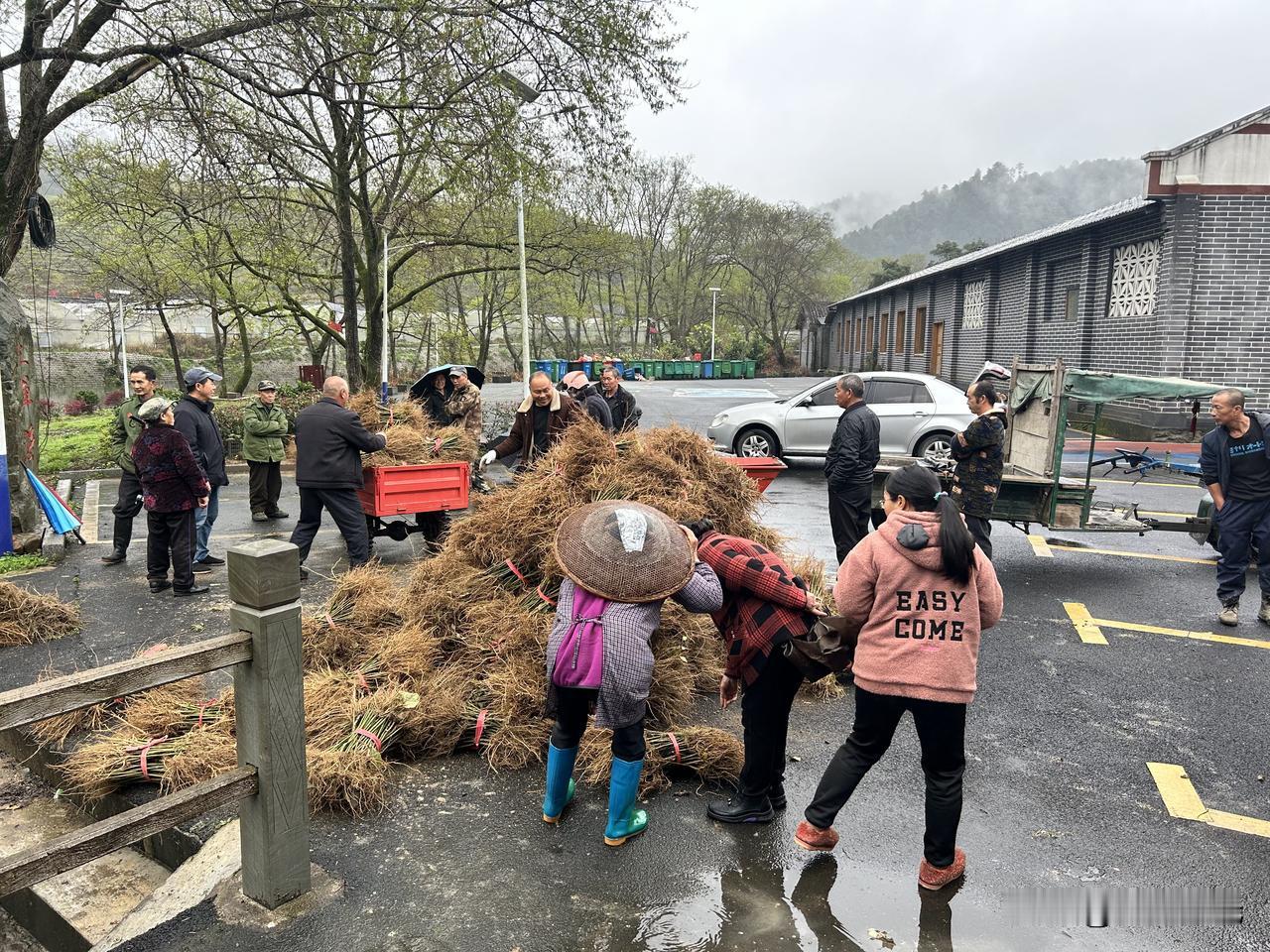 今天下午去了两个小组，本来想去了解一下今年政府免费发放的钩藤苗的种植情况，因为上