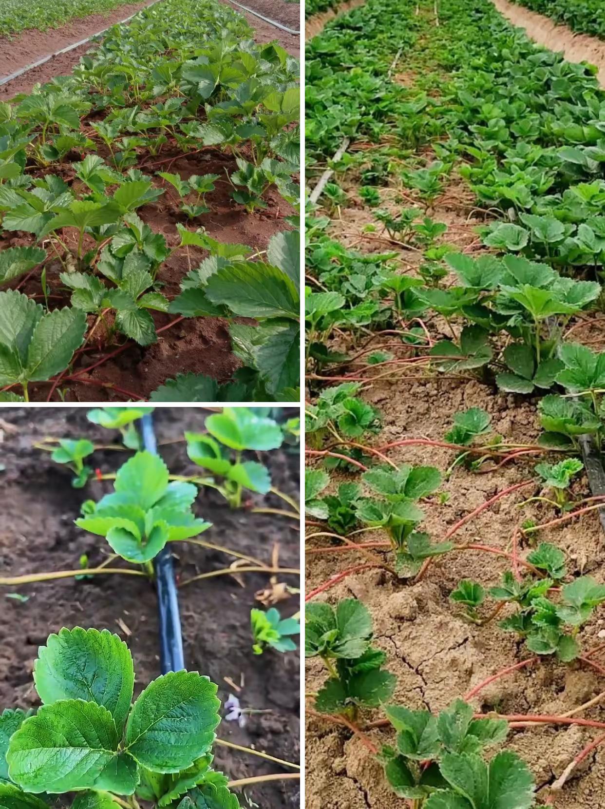 草莓育苗为什么要控旺？。控旺核心平衡营养、生殖生长，育壮苗促高产：1.促花芽