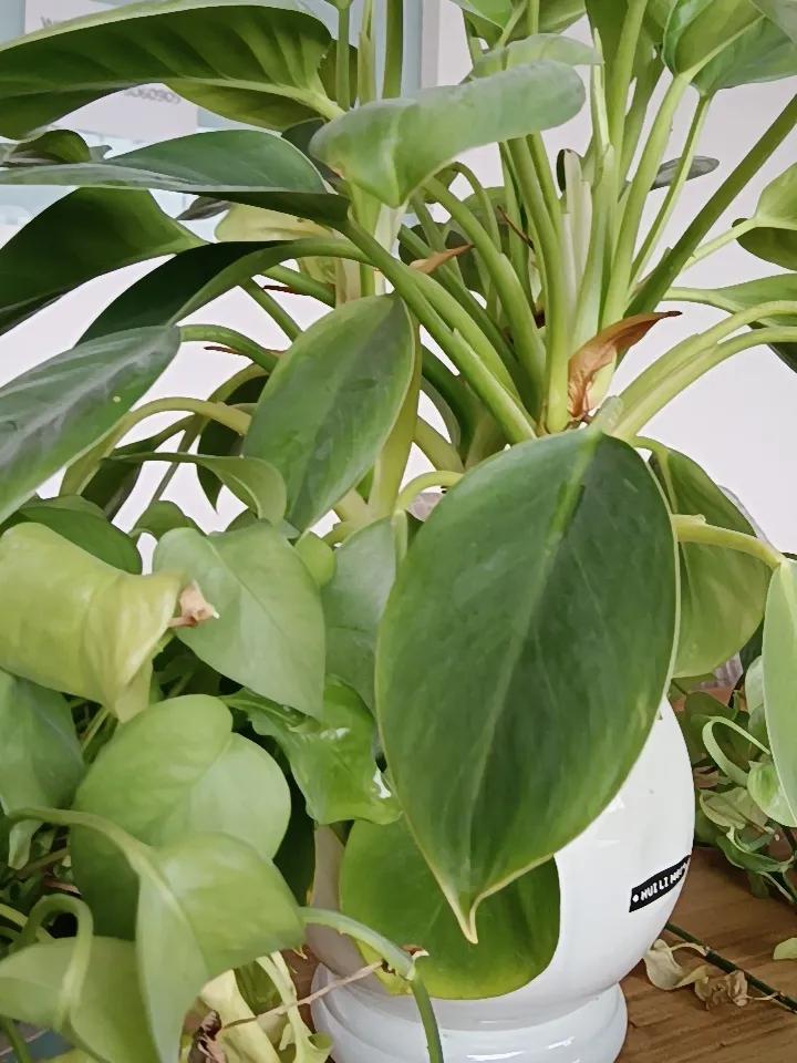 中午读了会宋诗，觉得宋诗更活泼，就像袁枚提出来灵性一说，也很有意思。不管什么题材