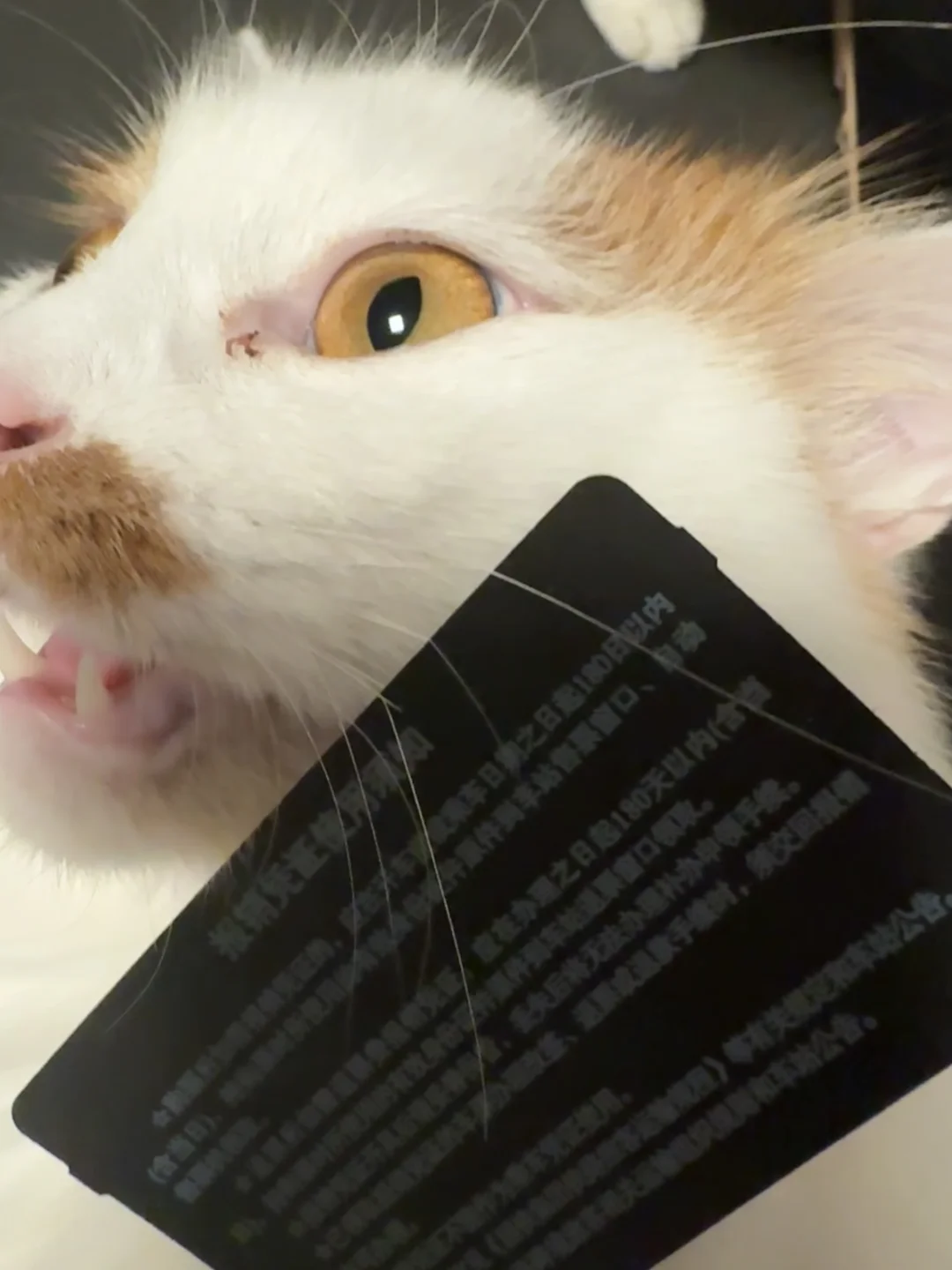 小猫你的胡子分叉了