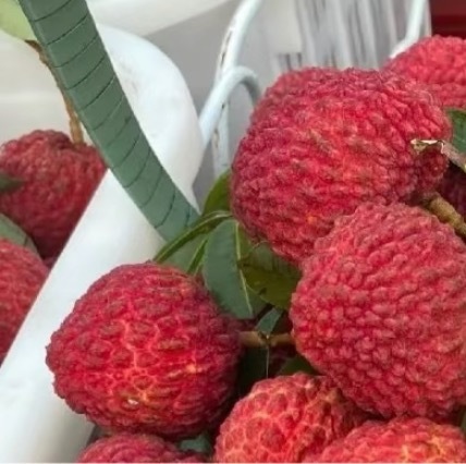 荔枝的种植方法一、场地与品种选择荔枝是热带、亚热带果树，喜欢温暖湿润的气候。要选
