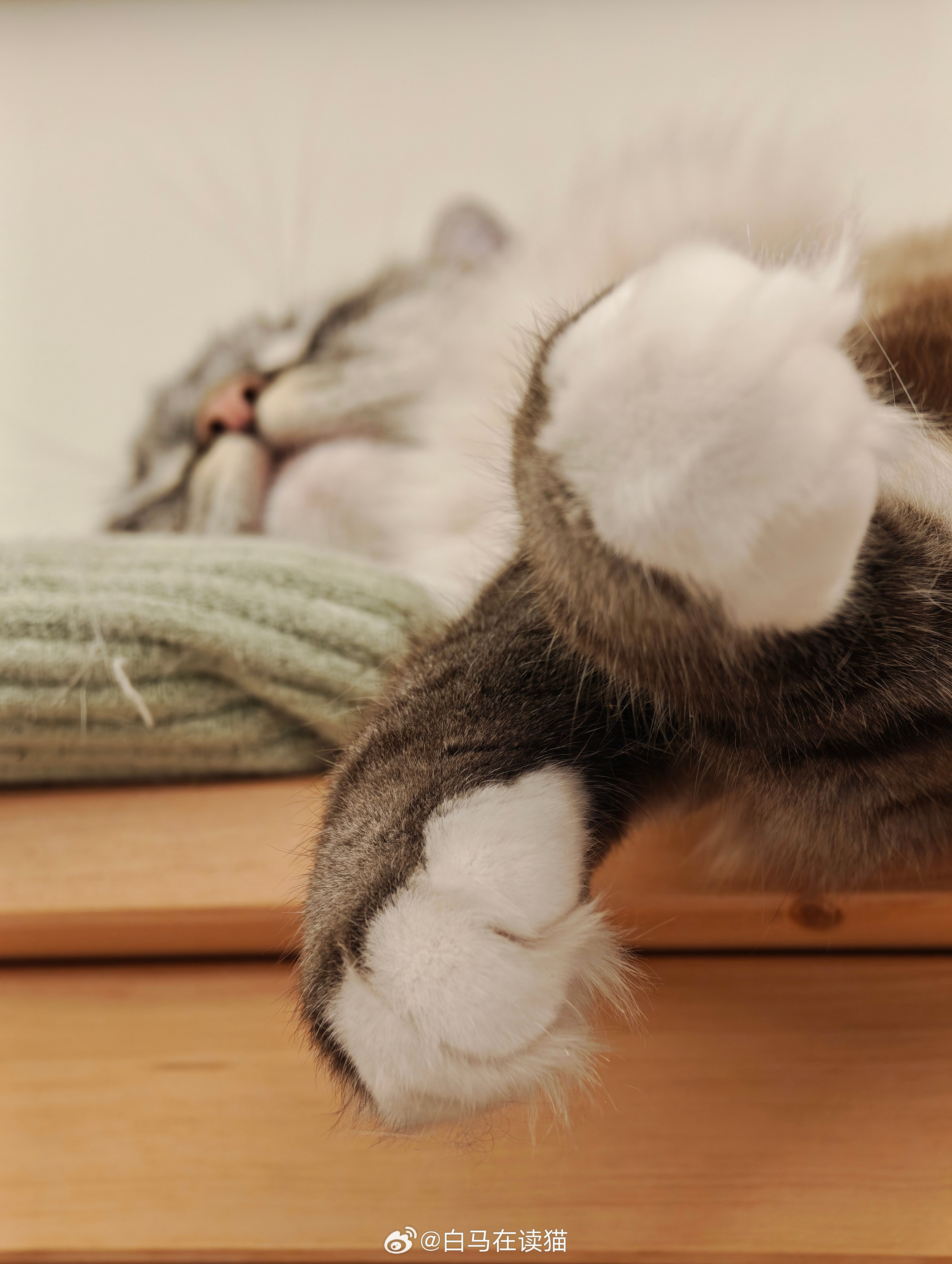 我们养猫人拍照就是这样的懂的都懂​​​