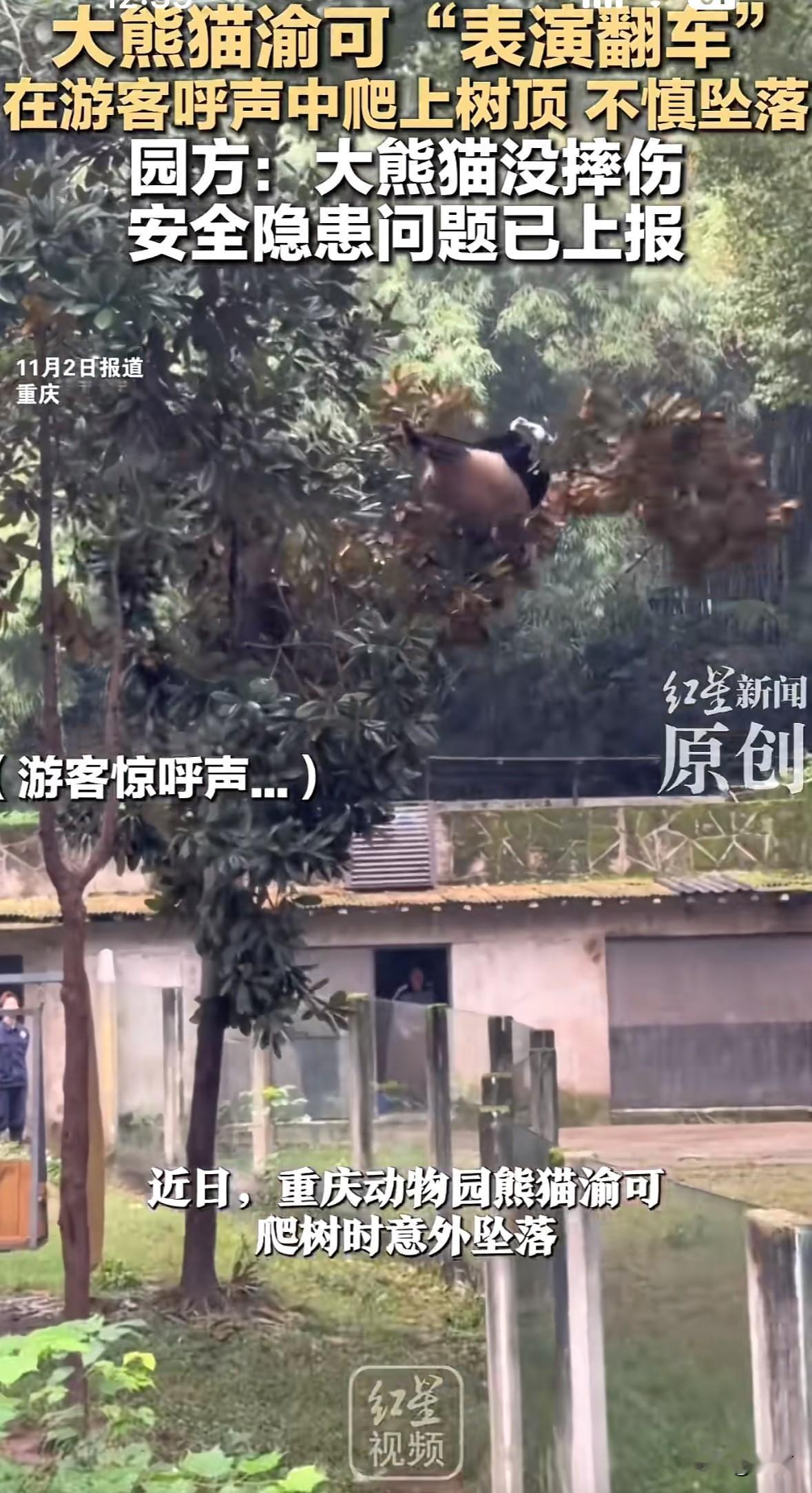 近日重庆动物园大熊猫渝可爬玉兰树时意外坠落。网友视频里它一次次往高处爬，细树枝被