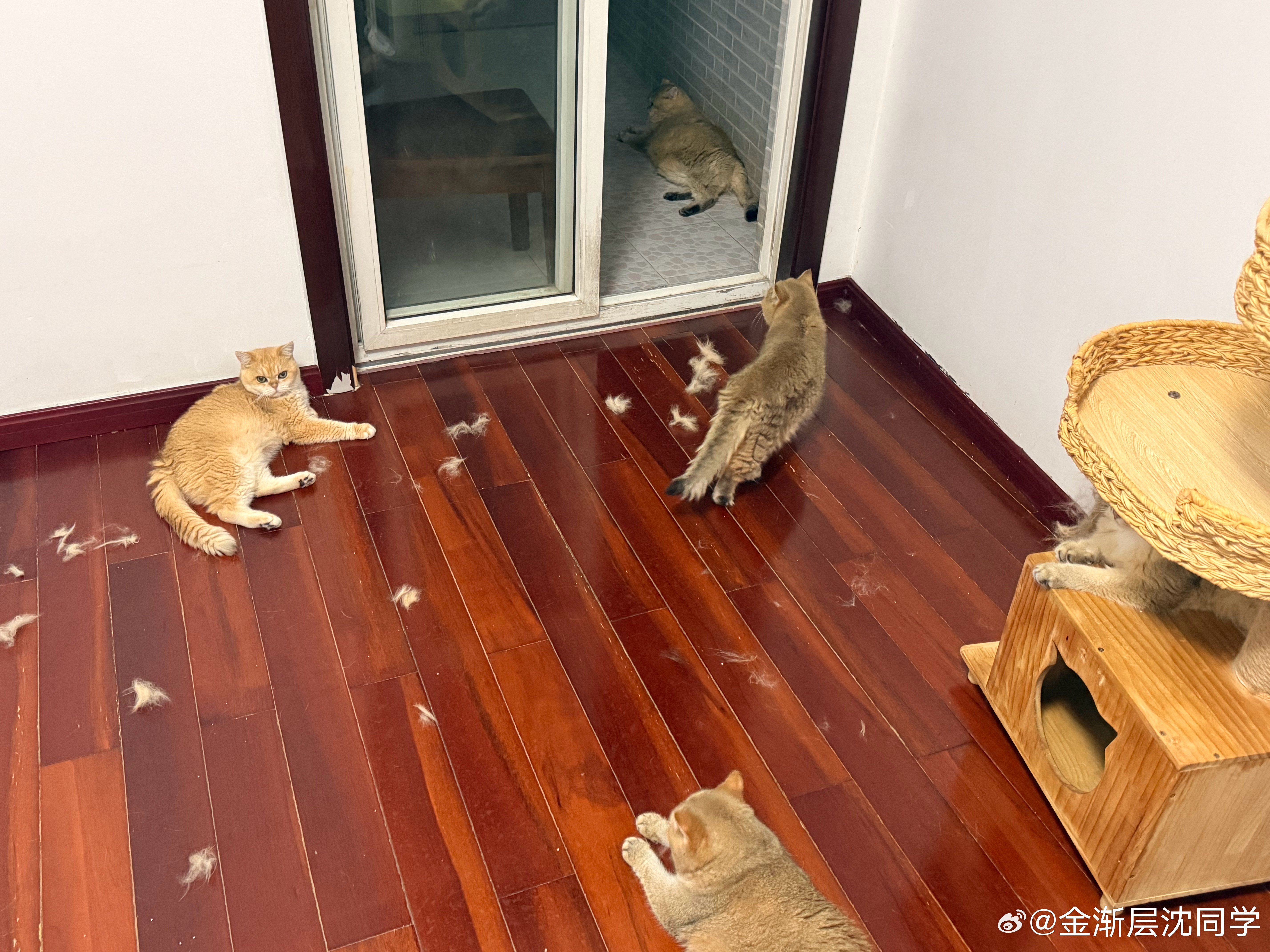 又是一场恶战？萌宠猫咪