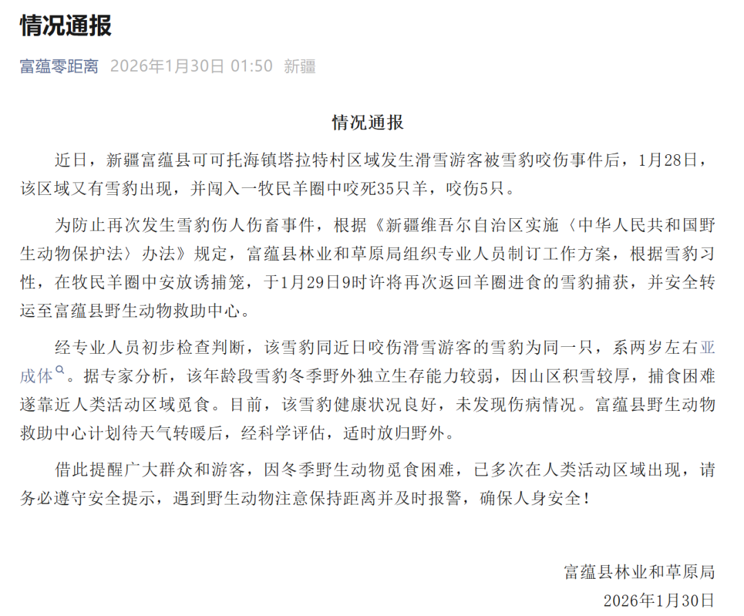 新疆富蕴通报：同一只雪豹咬死35只羊并伤人，已被捕获