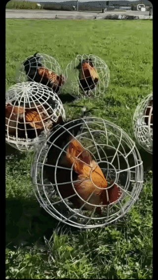 新型养鸡，散养加滚地笼养！