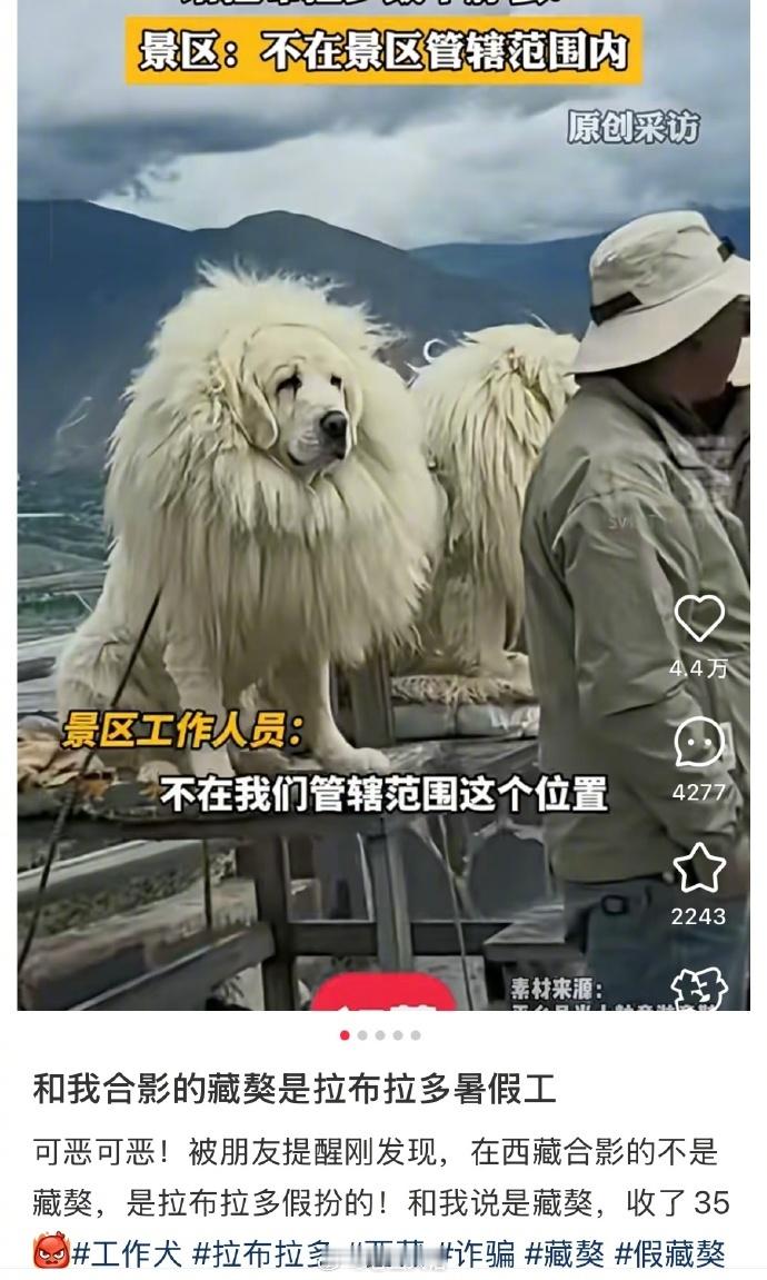 合影的藏獒是拉布拉多暑假工​​​