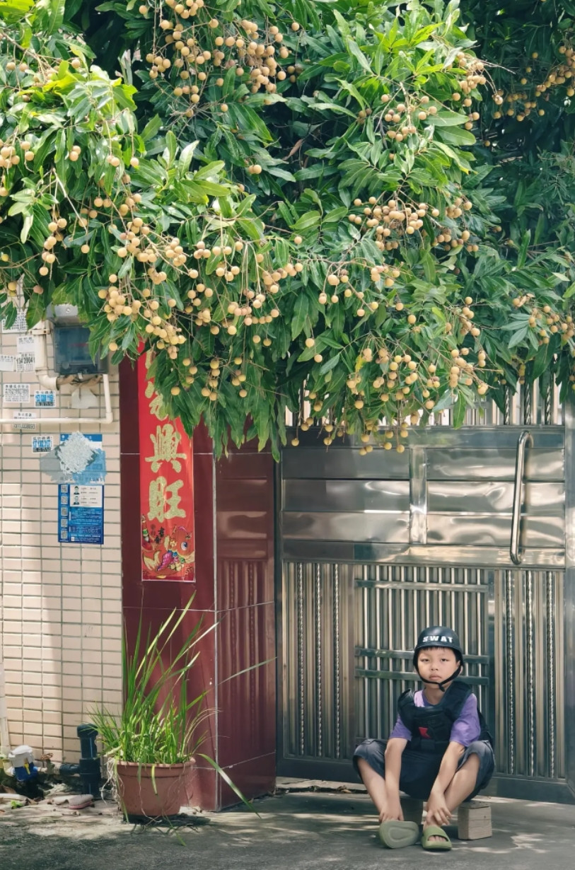 全副武装守护自家龙眼搞笑，他说今日下午要守在这里，不能让龙眼被经过的人摘了