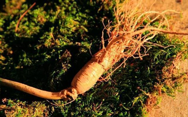 长白山采参人最怕的蛇，“守参蛇”到底是什么蛇？为何要守人参？长白山深处，采参