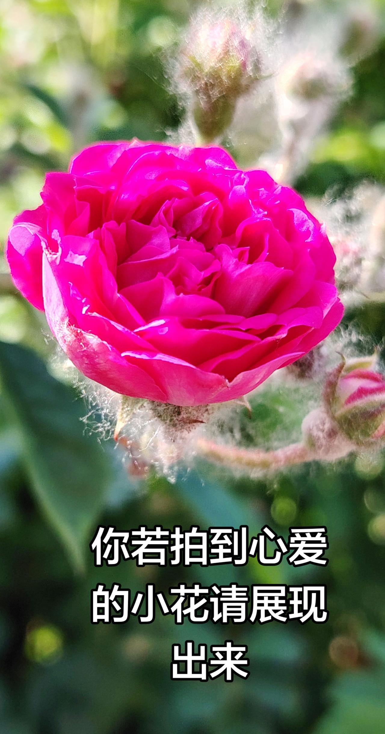 用镜头捕捉花的温柔拍花也是一种享受拍花治愈系