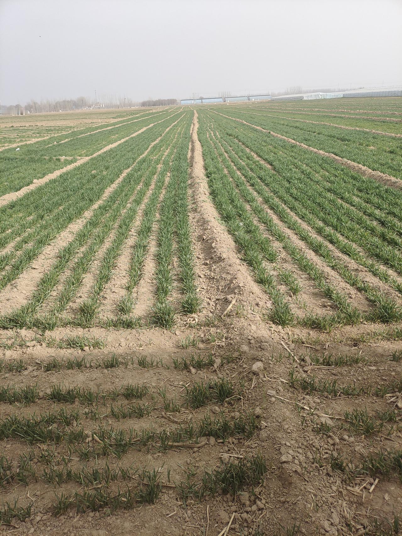 看到郎咸平教授的一段视频。他说现在的年轻人动不动就断亲，不和父母说话，联系，不想