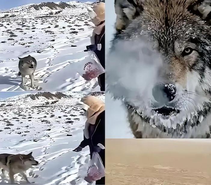 新疆奇台一个牧民十年前喂过一只小狼，临走时随口说了句“老了混不下去就回来，我养你