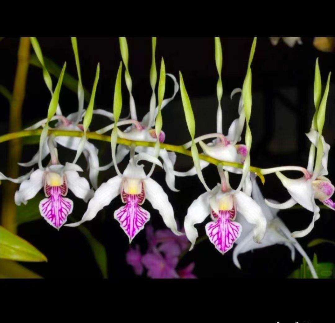 救命！这花名字自带咖啡香，居然叫咖啡羚羊石斛谁懂啊！发现一种名字又好喝又可