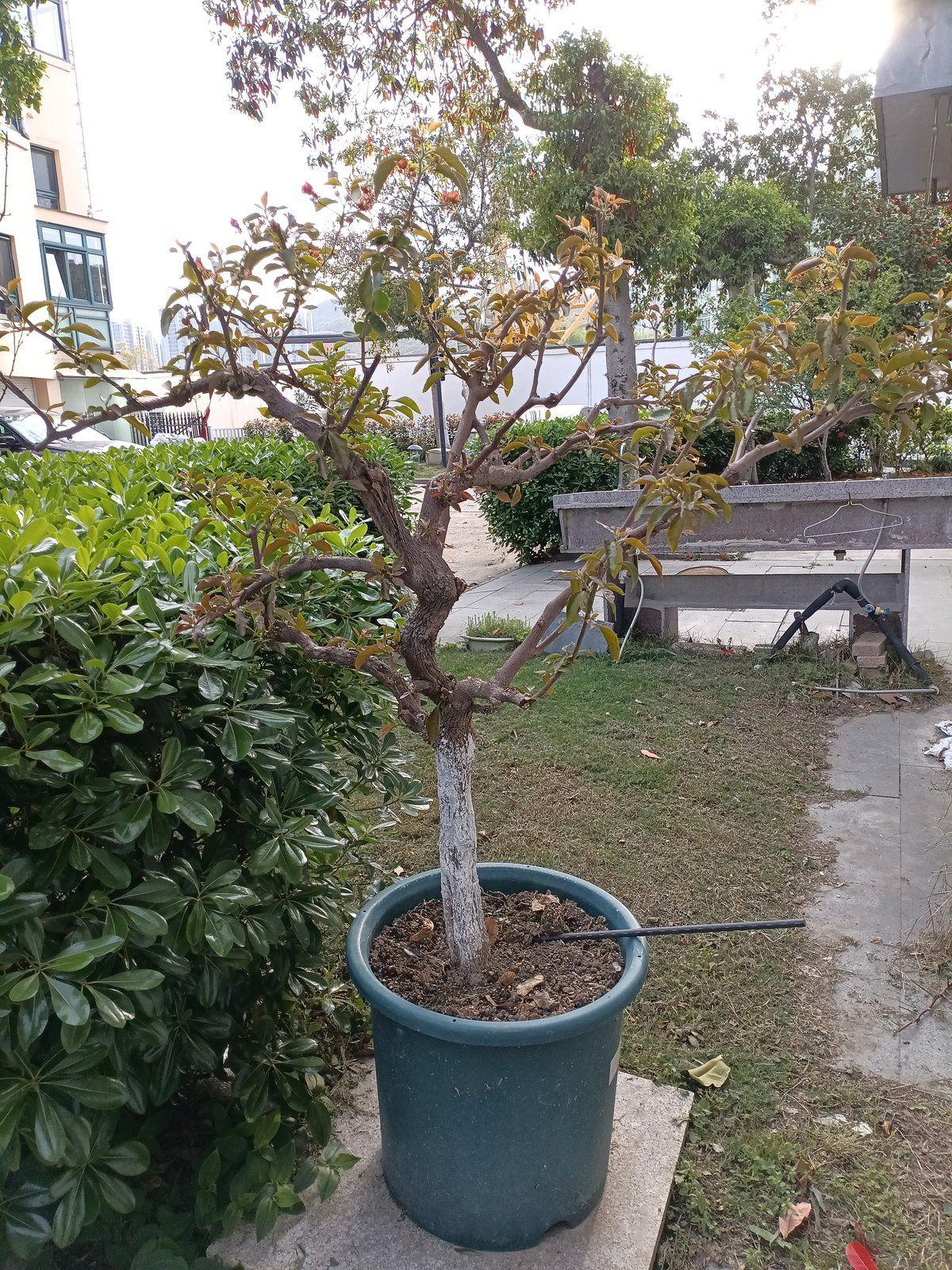 邻居搬家前，60块卖我一棵养了五六年的三角梅。主干有四五公分粗，快一米高，花正