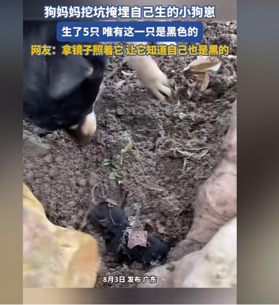 “解释不清了！”广东，一只黑狗生下了五个幼崽，四黄一黑。不料幼崽落地，狗妈竟当众