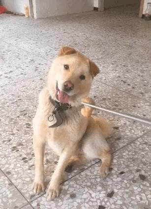 有礼貌的田园犬不抢肉，暗示主人扔地上，聪明的狗招人疼。它会去做一些提醒，提醒主人