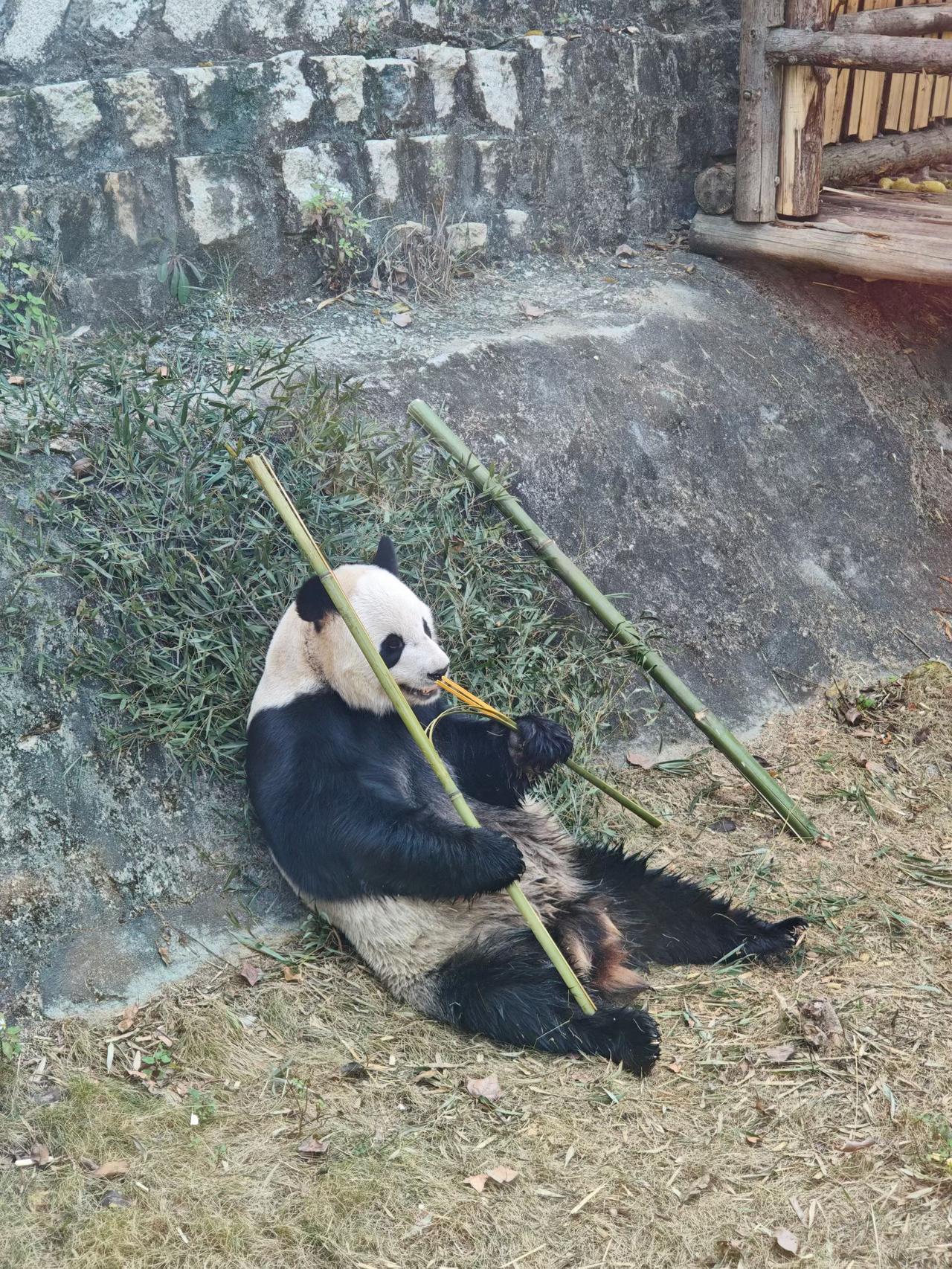今天终于见到了心心念念的大熊猫，真的太萌了！一进熊猫馆，就看见它四仰八叉地