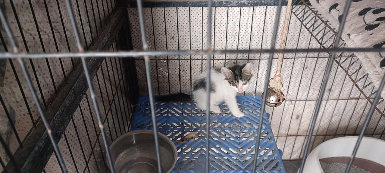 8月19号晚上捡回来的小奶猫，隔离观察了这些天情况良好，它也不再对我呲牙，于是今