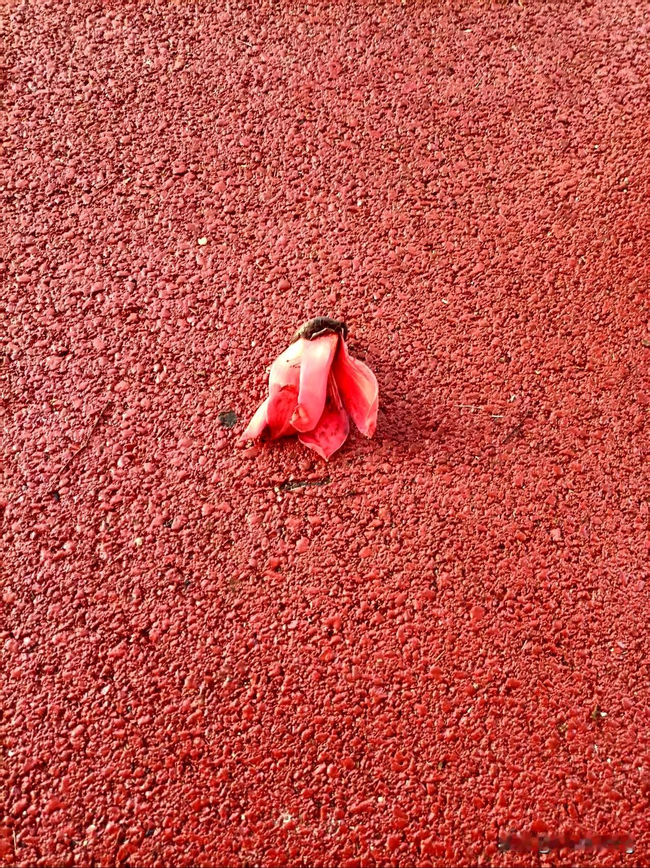 据不完全统计，欧美国家这些年的强化剂已经让很多动物尝到了流浪汉的遗骸！​这些