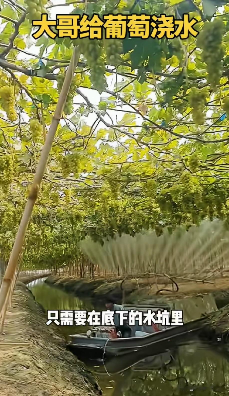 这是喷药？还是降温？要是浇水也应该往根上浇吧？