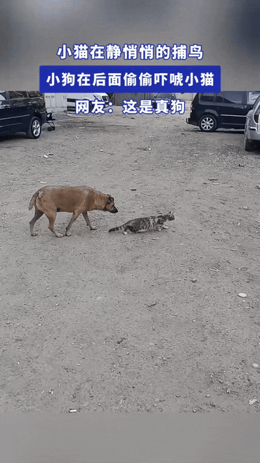 猫狗版“拆台现场”笑翻人～谁能想到，小猫的“捕猎大计”竟栽在自家狗手里！你看