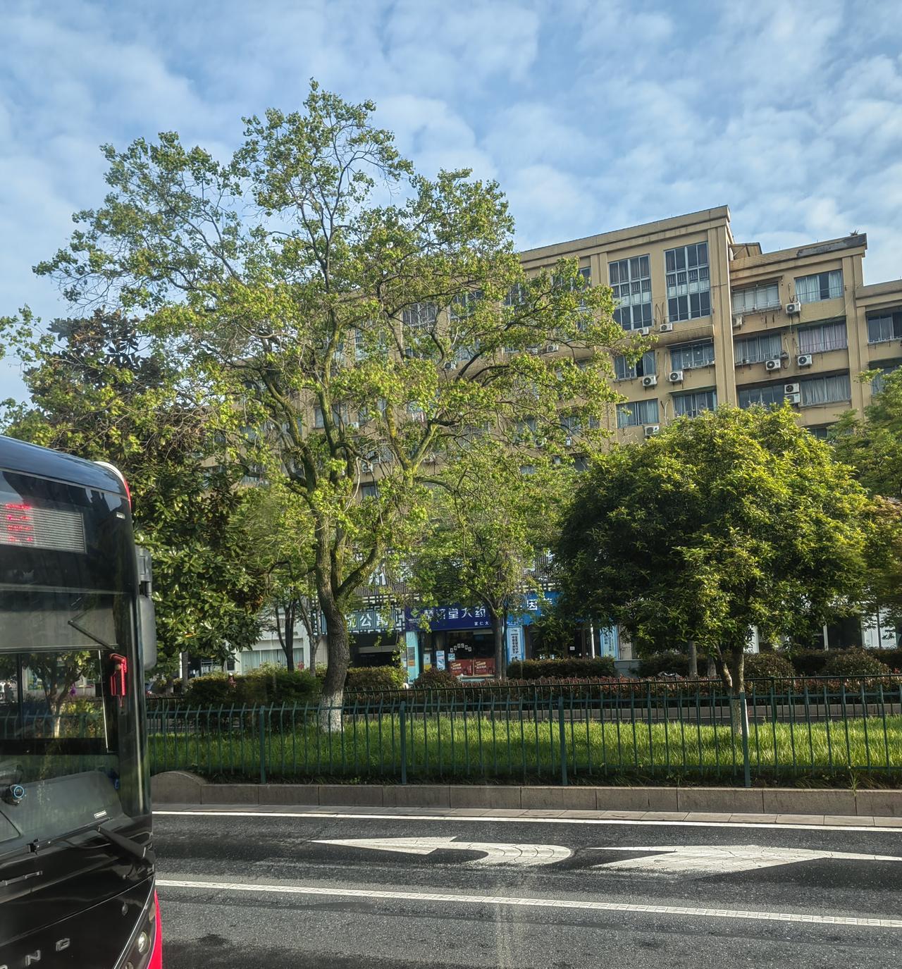 乌桕树乌桕树是典型的色叶树种，四季景色各异，能为城市道路带来丰富的视觉变化：