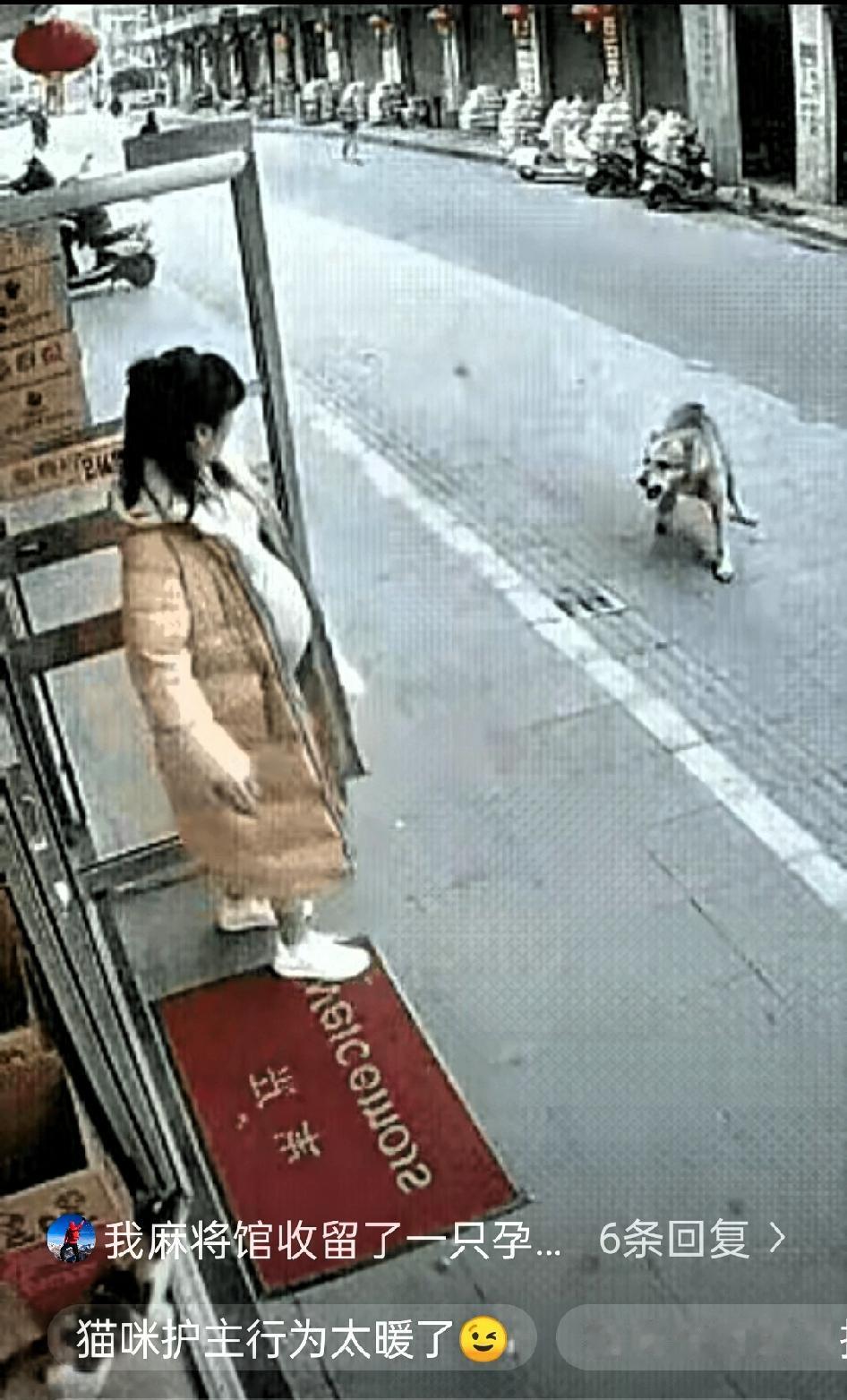 预产期日益临近，女子决定在生产前再喂一次楼下的猫，她担心没有她的喂养猫咪会挨饿。