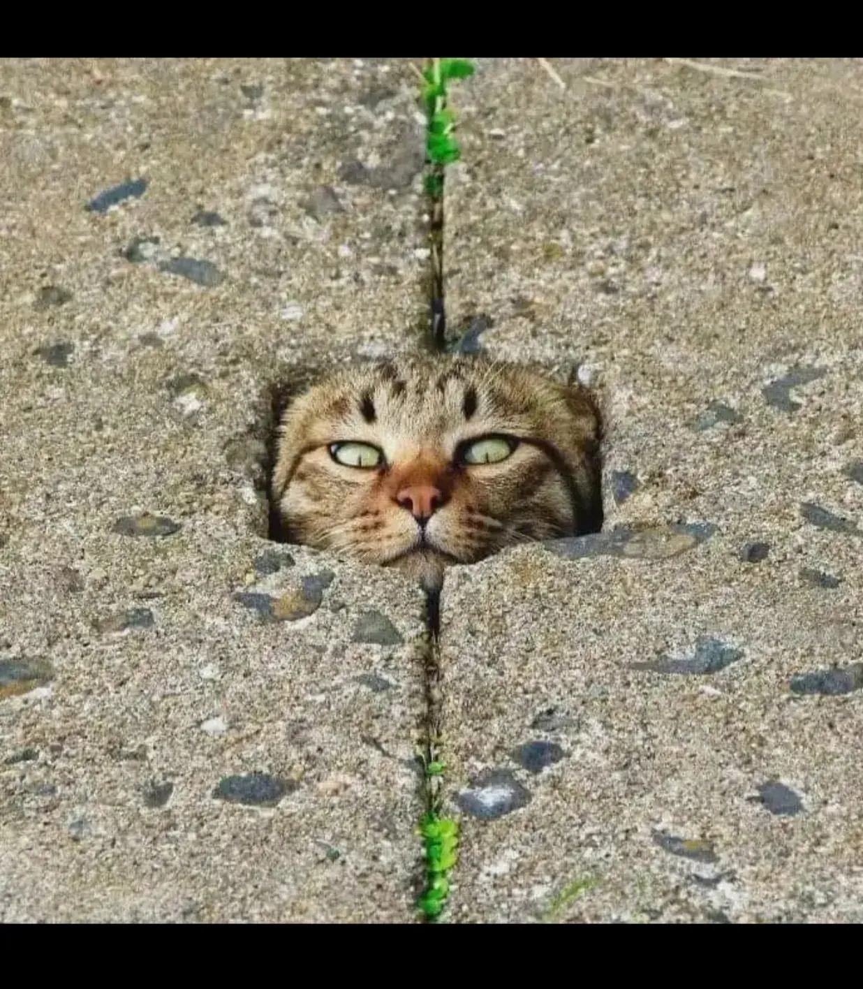 报告，没有敌军，猫猫们可以现身了[笑着哭][笑着哭]