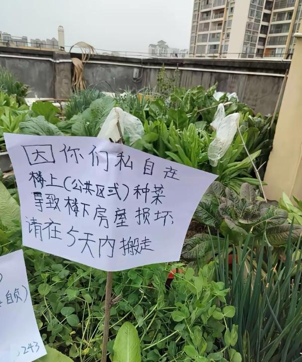 太自私了，从来没来过楼顶，今天上来，真是让人眼前一亮，不知道的还以为进了菜园子，