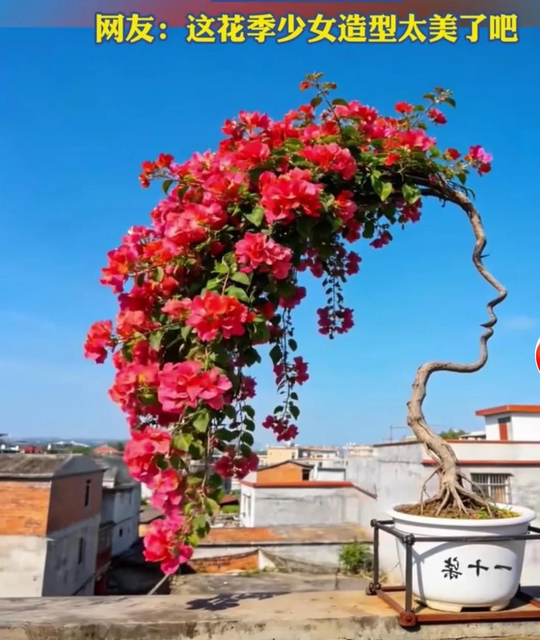 选择最廉价植物，用看似简单的手法，造出最美的图案（花季少女），这才是真正的盆景艺