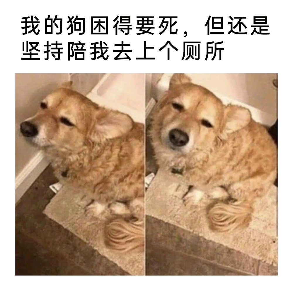 今天是一些狗狗meme梗图₊⁺🐾五一快乐🔖𓂃⋆｡memes