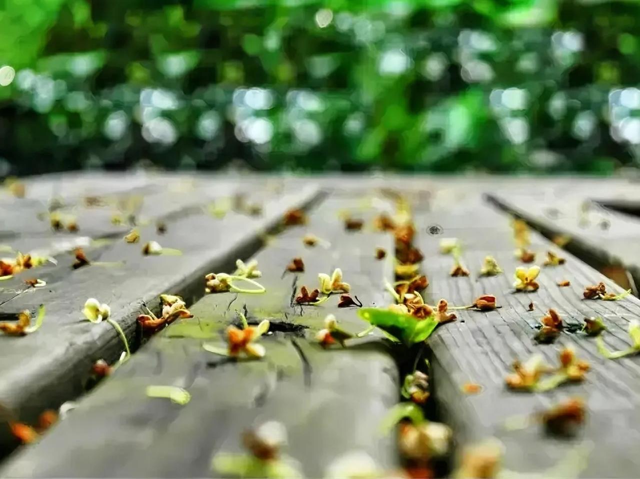 很喜欢的一段话：“岁月不声不响，你且不慌不忙。在凡俗的烟火里，愿以素心，阅