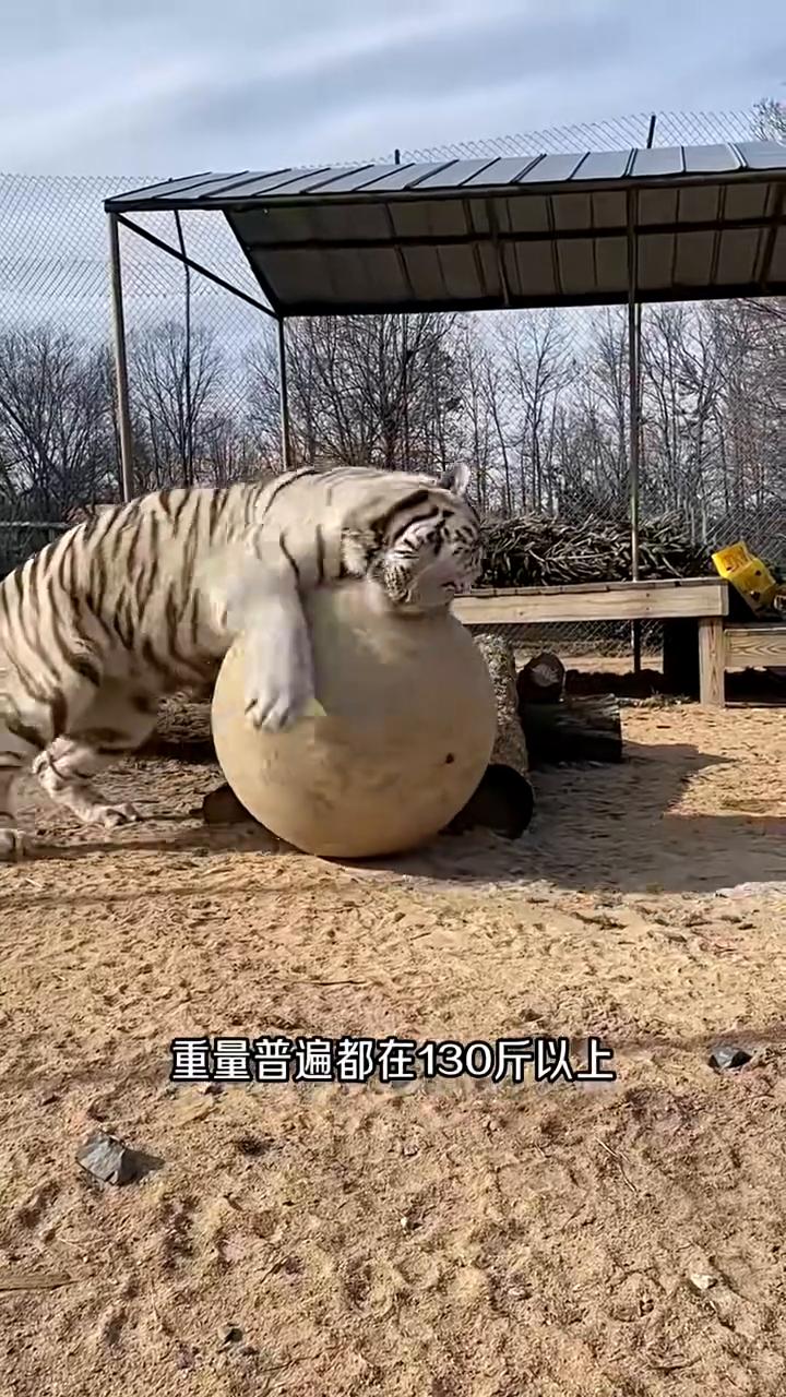 130斤的石球在老虎手中变得轻飘飘。这就是当年闯入村庄被老虎一掌拍碎的汽车玻璃