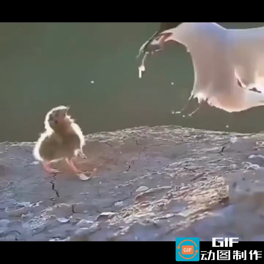 外出觅食的鸟妈妈给雏鸟带回了一份惊喜，一条体型跟雏鸟相差无几的大鱼。雏鸟喜滋滋