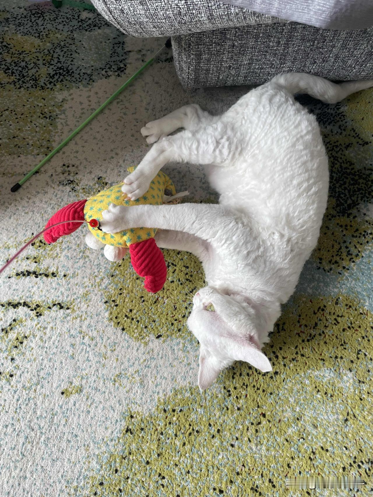 我家的小猫咪，叫柚子，它和它的阿贝贝玩得很开心哦！