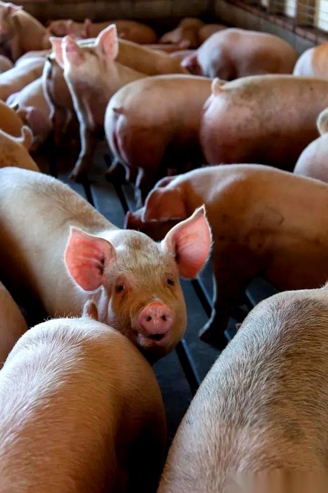 最近这猪价，把多少人的“抄底梦”活生生磨成了“噩梦”。有人盯着手机屏幕上的曲线