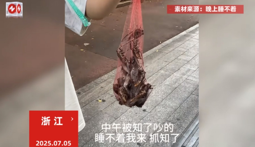 “这跟捡钱有什么区别！”浙江一位男子，因为被树上吵闹的知了猴折磨得睡不着，干脆拿