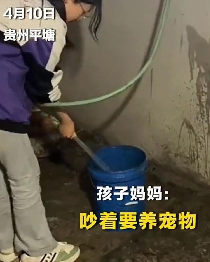 贵州平塘，女儿一直吵着妈妈，要给自己买宠物养。妈妈想了想，正好可以培养孩子热爱劳