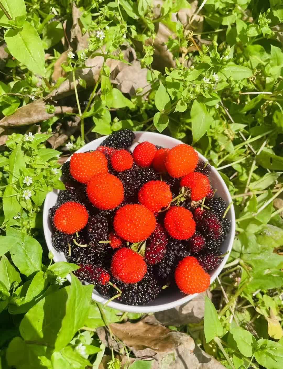 蓬蘽+桑葚，来自山野的初夏味道。