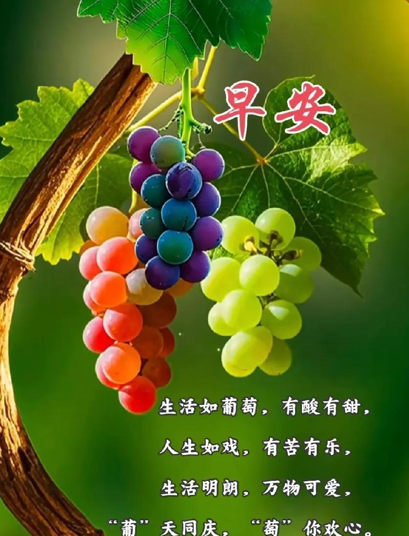 [玫瑰]早上好[玫瑰]生活如葡萄，有酸有甜，人生如戏，有苦有乐，生活明朗，