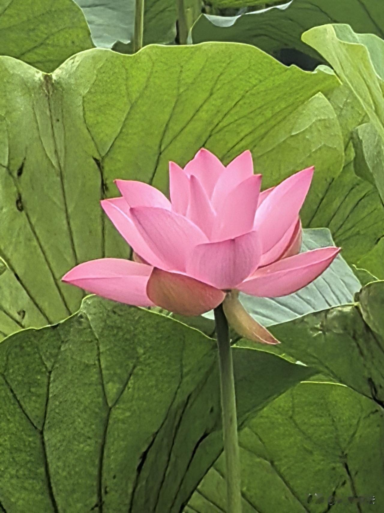 南京玄武湖的四季都是美的，尤其在万物勃发的夏季，有图为证。玄武湖仙境南京园林风