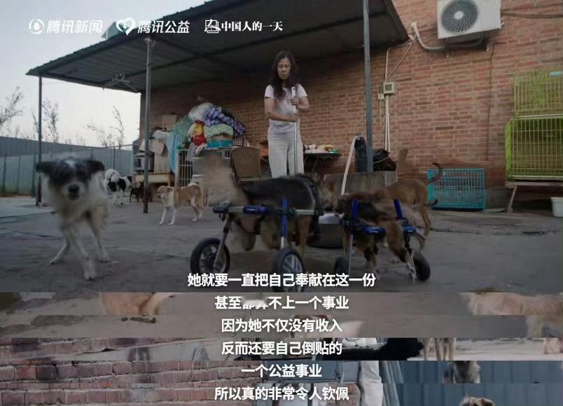 于文文呼吁不要残忍抛弃宠物志愿者称60%流浪动物熬不过北方冬天于文文呼吁善待流浪