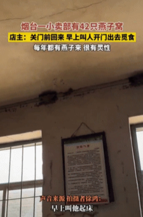 好有爱！山东，一大爷坚持开老式商店20多年了，一共有42窝燕子在屋里做窝，大爷不
