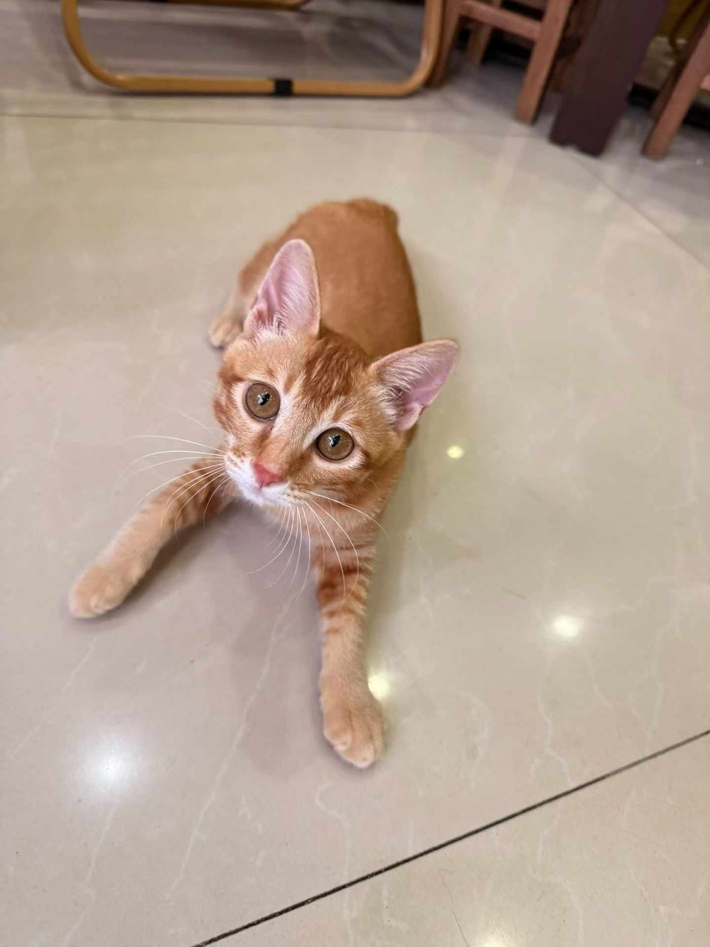 捡回养了小虎五个月了，还是领养不出！猫咪领养
