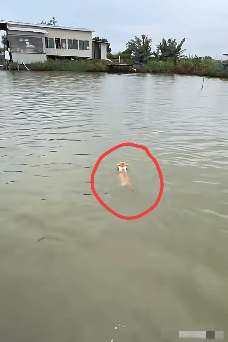 江苏这只猫，算是把全天下宠物猫的底裤给扒了。​饭点一到，主人隔着河喊了一嗓子。