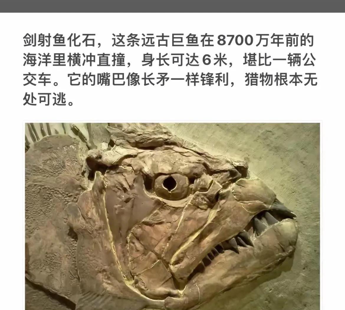 远古巨鱼化石：8700万年前的海洋霸主！