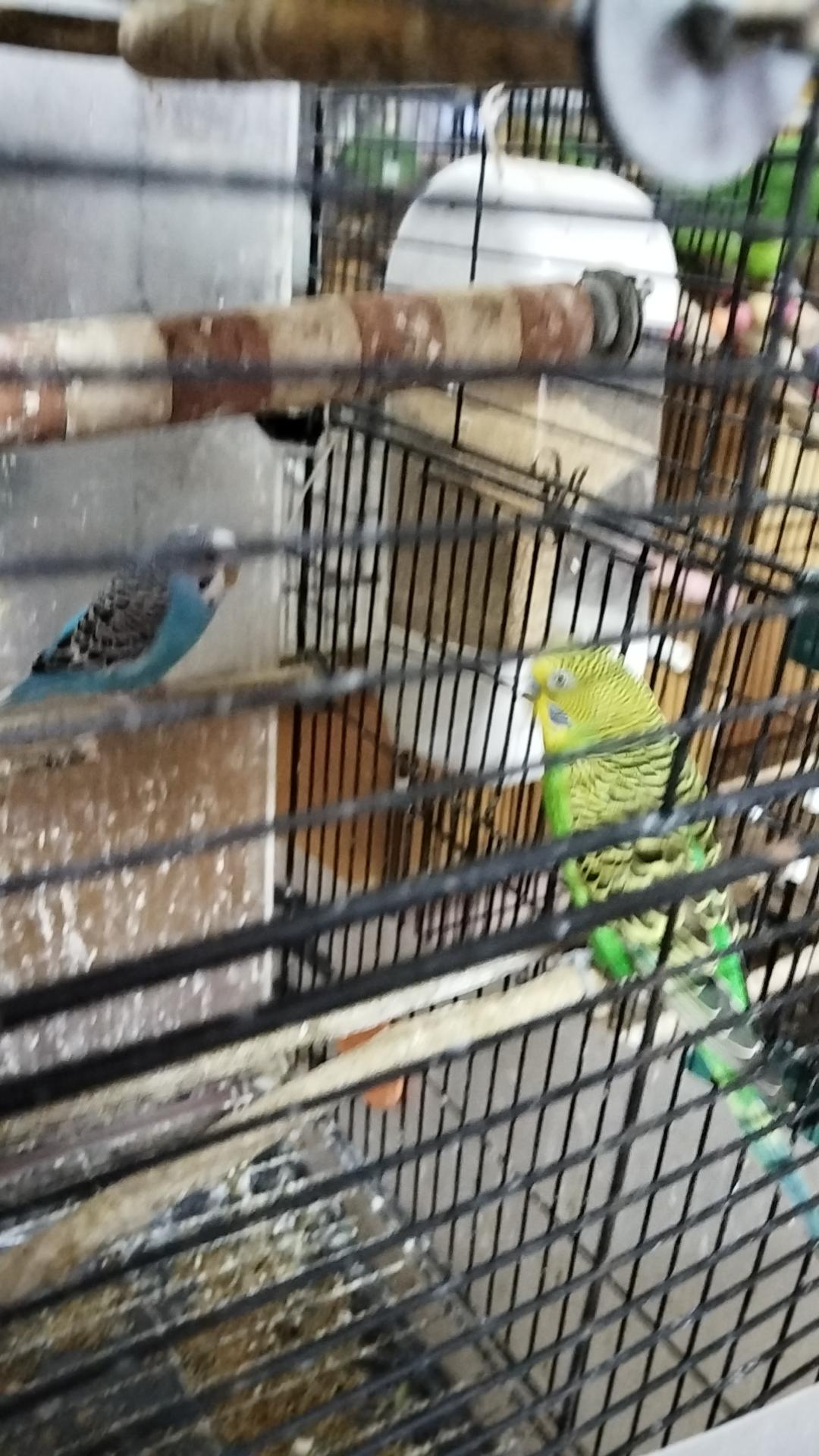 我家养的虎皮鹦鹉下蛋了，期待20天见到鸟宝宝。图一是公鸟，图二是母鸟在抱窝，图三