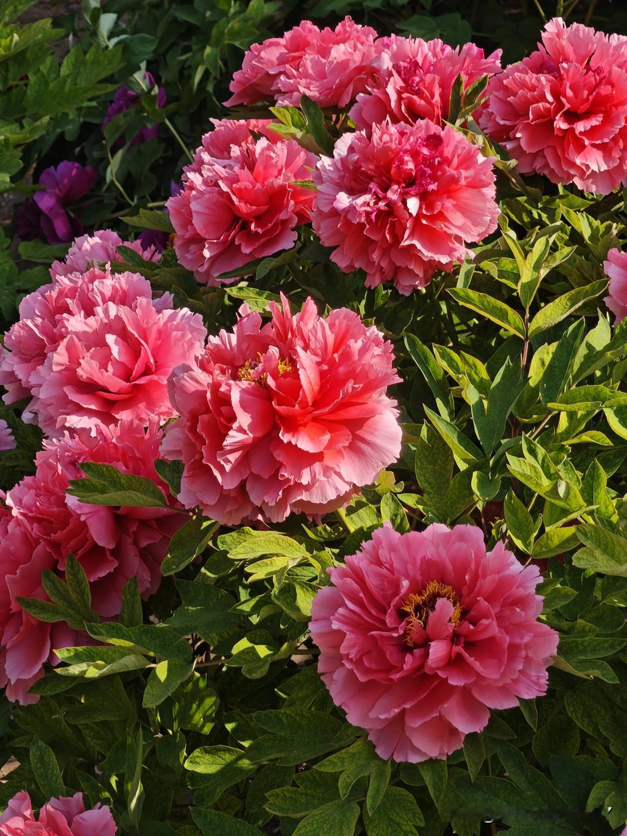 春天正是旅游的最好时节，春光明媚，春风送暖，不骄不躁。原定于的4月份的烟花3