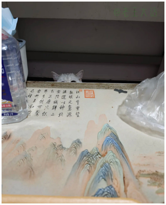 喵喵牌监控，无时无刻不在。（一）