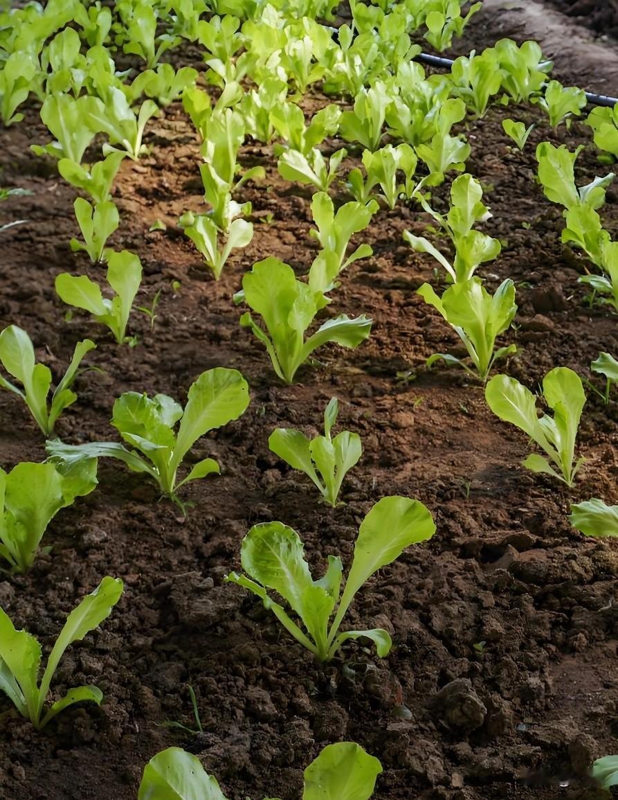小菜园种白菜｜做好这几点，白菜包心紧实自己在小菜园种大白菜，想要包好芯，管